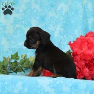 Tootsie, Boston Terrier Mix Puppy